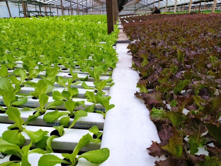 Wilmer Díaz produce con hidroponia 5 veces más que en un planteo convencional y ahorrando 90% de agua: “En Youtube parece fácil, pero esto es 100% trabajo”