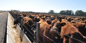 Mejoró la actividad de los feedlots con la zafra de terneros, pero los problemas del sector están lejos de haberse solucionado
