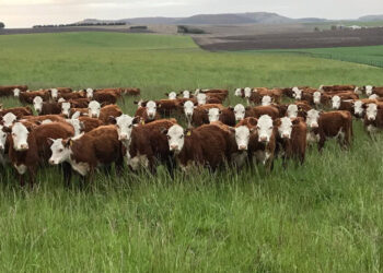 Déjà vu: Los grupos de productores exportadores de carne temen que el gobierno vuelva a introducir criterios discrecionales para habilitar embarques