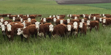 Déjà vu: Los grupos de productores exportadores de carne temen que el gobierno vuelva a introducir criterios discrecionales para habilitar embarques