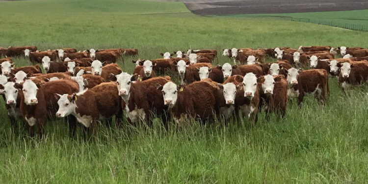 Déjà vu: Los grupos de productores exportadores de carne temen que el gobierno vuelva a introducir criterios discrecionales para habilitar embarques