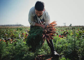 Reforma Agraria: Investigador del Conicet propone distribuir la tierra entre millones de familias para solucionar la crisis argentina, ambiental y climática