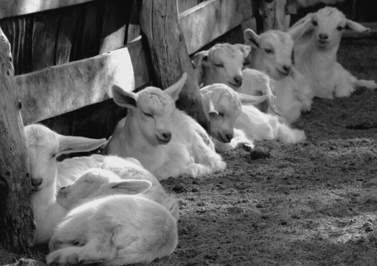 Contame una historia de amor: Después de la crisis de 2001 Valeria y Rafael se fueron a producir orégano al campo, terminaron enamorados de las cabras y haciendo exquisitos quesos