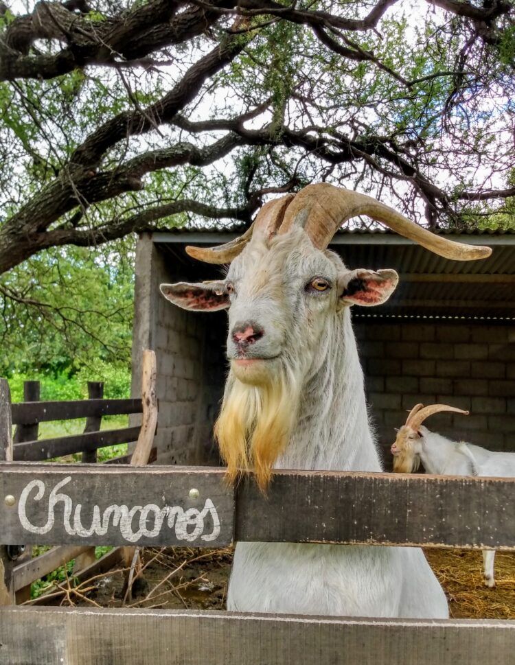 Contame una historia de amor: Después de la crisis de 2001 Valeria y Rafael se fueron a producir orégano al campo, terminaron enamorados de las cabras y haciendo exquisitos quesos