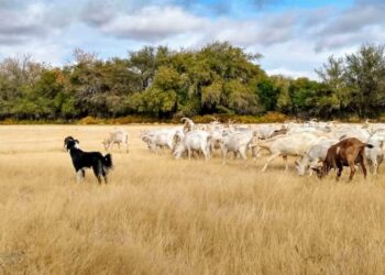 Contame una historia de amor: Después de la crisis de 2001 Valeria y Rafael se fueron a producir orégano al campo, terminaron enamorados de las cabras y haciendo exquisitos quesos
