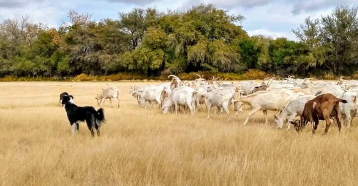 Contame una historia de amor: Después de la crisis de 2001 Valeria y Rafael se fueron a producir orégano al campo, terminaron enamorados de las cabras y haciendo exquisitos quesos
