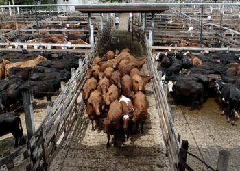 Bienvenida Oferta y Demanda: Nuevo salto de los precios de la hacienda