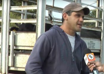 “Comprar un campo es imposible con los valores que tienen”, dice Luciano Voloschuk, que logró ingresar con sus 40 vacas en la nueva Colonia Guardamonte