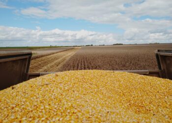 Un respiro para poder avanzar con la cosecha gruesa: Esta semana no se prevén lluvias sobre la zona pampeana