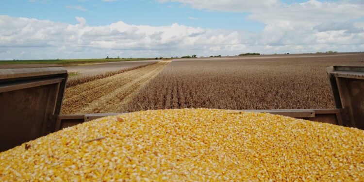 Un respiro para poder avanzar con la cosecha gruesa: Esta semana no se prevén lluvias sobre la zona pampeana