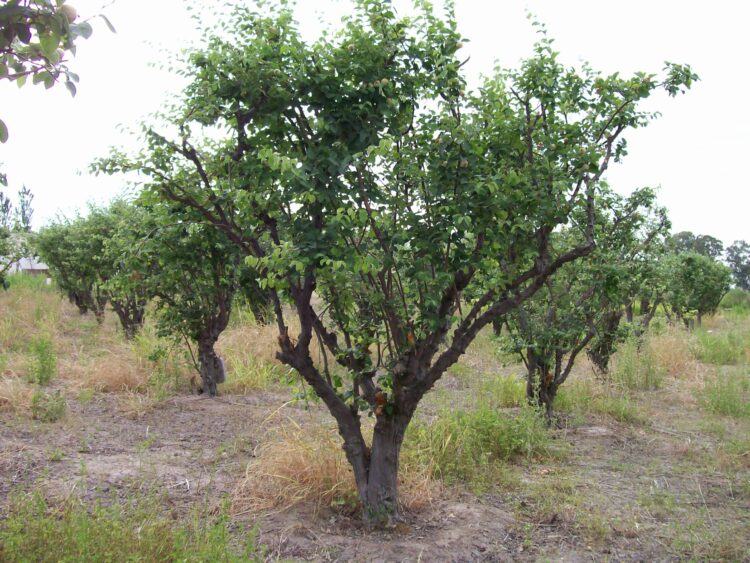 La familia Pizarro: Tres generaciones unidas por el tradicional dulce de membrillo rubio de San Juan