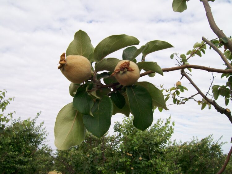 La familia Pizarro: Tres generaciones unidas por el tradicional dulce de membrillo rubio de San Juan