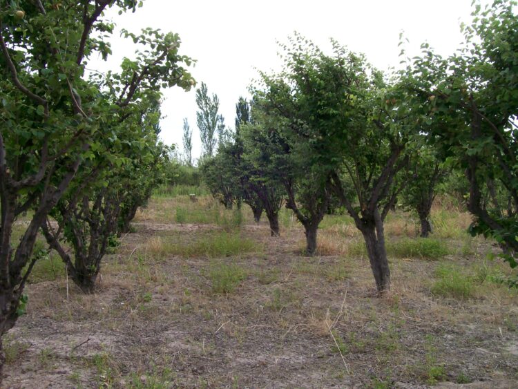 La familia Pizarro: Tres generaciones unidas por el tradicional dulce de membrillo rubio de San Juan