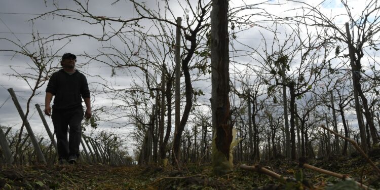 Se declaró la emergencia agropecuaria para Mendoza y Río Negro