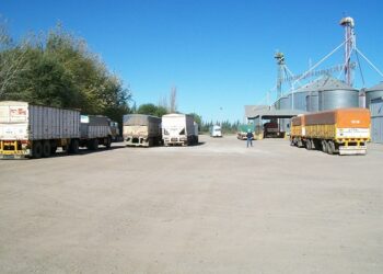 ¿Cuánto se está pagando por partidas de trigo de calidad superior?