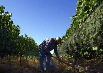 Premio al mejor lobby agroindustrial: El sector vitivinícola se encolumna para rechazar el proyecto oficialista de “alcohol cero”