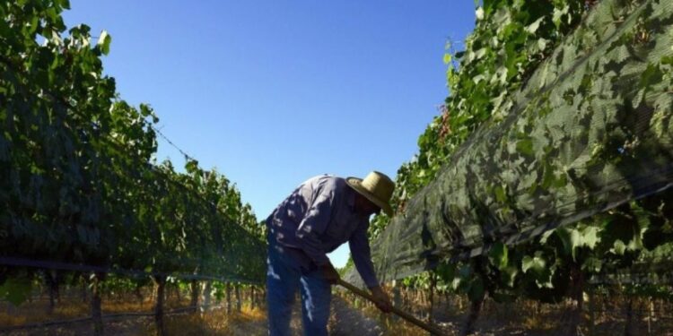 Premio al mejor lobby agroindustrial: El sector vitivinícola se encolumna para rechazar el proyecto oficialista de “alcohol cero”