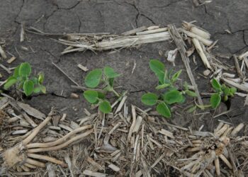 Perspectiva: “En términos históricos no son muchas las posibilidades de encontrar niveles de precios como los actuales”