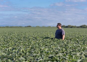 Los productores argentinos de soja tienen poco para festejar a pesar de la suba sideral de precios que está registrando el poroto en el mundo