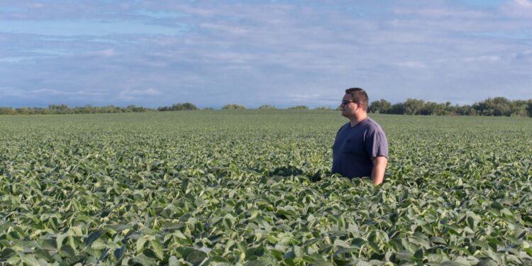 Los productores argentinos de soja tienen poco para festejar a pesar de la suba sideral de precios que está registrando el poroto en el mundo