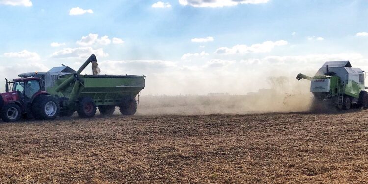 Cada vez menos soja: Ahora la Bolsa de Cereales de Buenos Aires proyecta una cosecha argentina de 43 millones de toneladas
