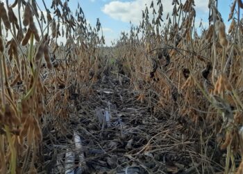 Sigue muy retrasada la cosecha argentina de soja con rendimientos golpeados por restricciones hídricas