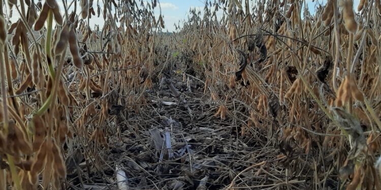 Sigue muy retrasada la cosecha argentina de soja con rendimientos golpeados por restricciones hídricas