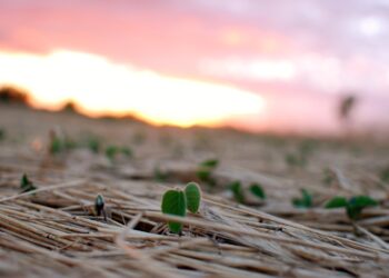 El sector oleaginoso argentino ya tiene su propia metodología para calcular balances de carbono