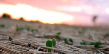 El sector oleaginoso argentino ya tiene su propia metodología para calcular balances de carbono