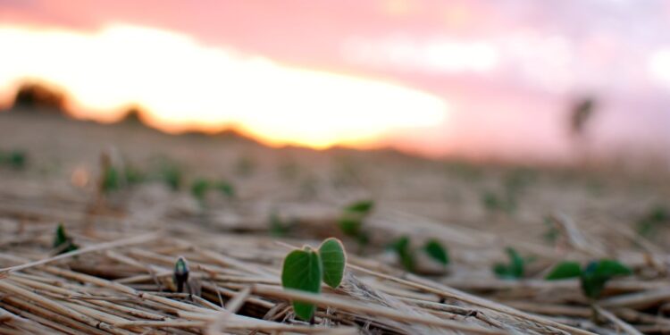 El sector oleaginoso argentino ya tiene su propia metodología para calcular balances de carbono