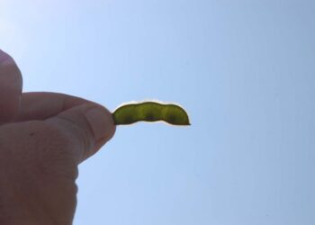 Último momento: Aumentaron las retenciones a la soja