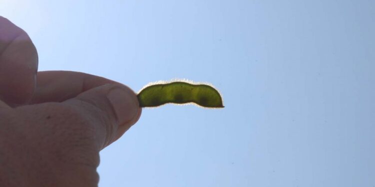 Último momento: Aumentaron las retenciones a la soja