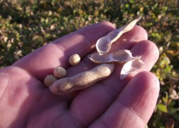 Los precios de la soja argentina comenzaron a divorciarse de los presentes en EE.UU. ¿Cuál es la razón?