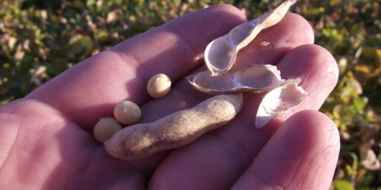 Los precios de la soja argentina comenzaron a divorciarse de los presentes en EE.UU. ¿Cuál es la razón?