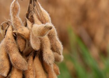 Caro pero no el mejor: La región núcleo pampeana dejó de ser el líder absoluto en el ranking de rindes de soja