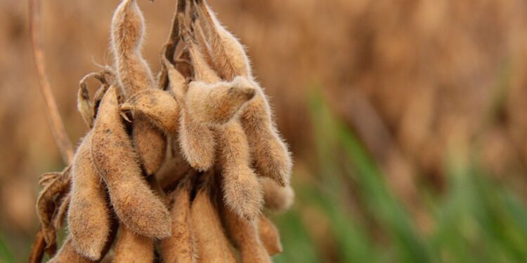 Caro pero no el mejor: La región núcleo pampeana dejó de ser el líder absoluto en el ranking de rindes de soja