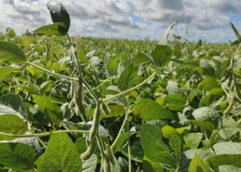 Argentina Unitaria: ¿Quién gana y quién pierde con las retenciones cambiarias?