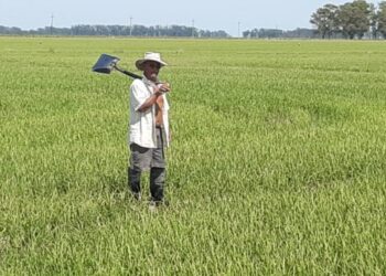 La Peña del Colorado: ¿Quién era y qué hacía el “taipero” de los arrozales?