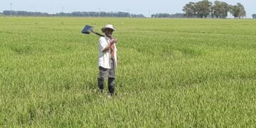 La Peña del Colorado: ¿Quién era y qué hacía el “taipero” de los arrozales?