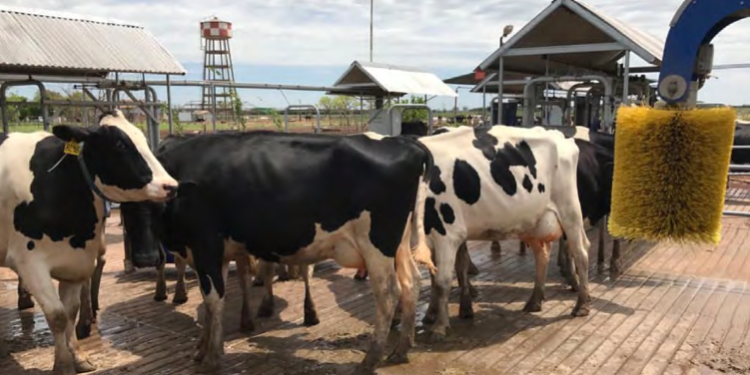 Se publicó la guía definitiva para determinar cuáles son las buenas prácticas que debería realizar un tambo