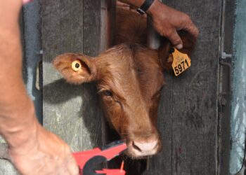 El sistema comercial ganadero argentino es un “colador”: ¿Cómo hacen en Uruguay para no tener problemas?