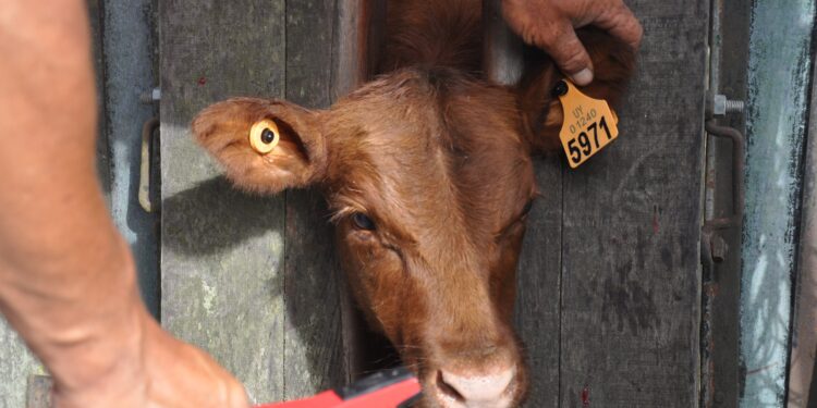 El sistema comercial ganadero argentino es un “colador”: ¿Cómo hacen en Uruguay para no tener problemas?