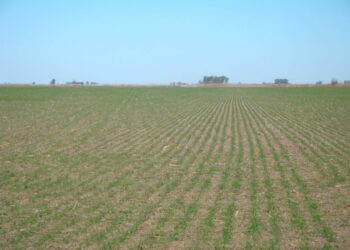 Se mantendría estable el área triguera argentina a pesar de los factores de riesgo que amenazan al cultivo