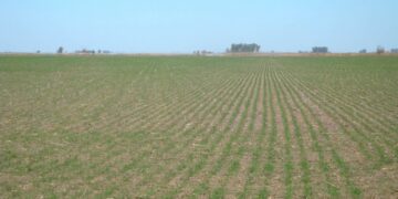 Se mantendría estable el área triguera argentina a pesar de los factores de riesgo que amenazan al cultivo