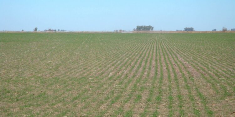 Se mantendría estable el área triguera argentina a pesar de los factores de riesgo que amenazan al cultivo