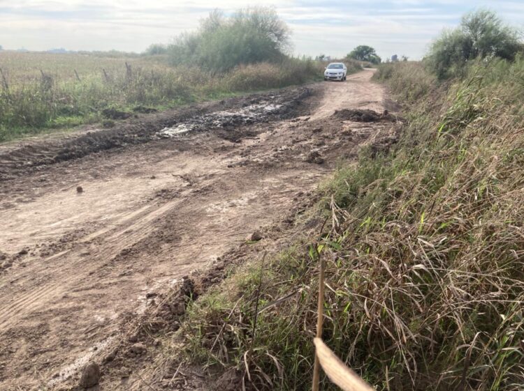 La historia detrás de la foto: el santafesino Juan Manuel Durá volcó con sus vacas por el mal estado de los caminos y asegura que “es frustrante producir en nuestra zona”