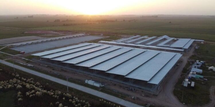 El mercado ganadero de Cañuelas entró en la recta final: Las operaciones de Liniers se mudarían a mitad de año