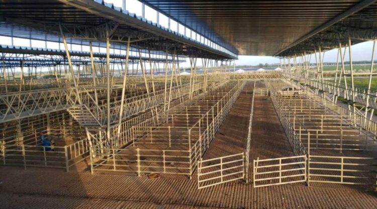 El mercado ganadero de Cañuelas entró en la recta final: Las operaciones de Liniers se mudarían a mitad de año