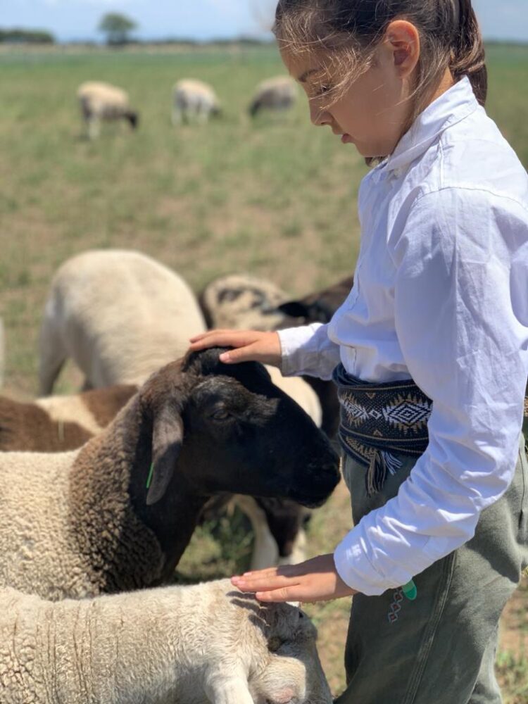 Franco Michelli y sus “cuatro reinas” producen corderos orgánicos bajo el sistema Voisin: “Hacer bien las cosas tiene sus beneficios”, afirma