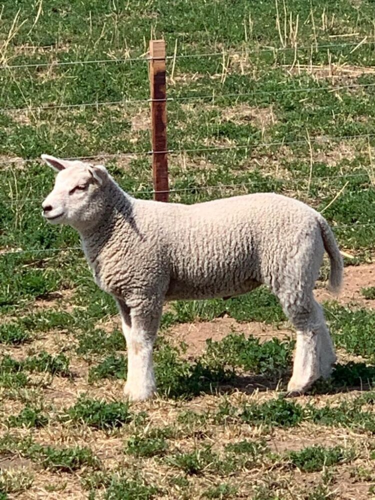 Franco Michelli y sus “cuatro reinas” producen corderos orgánicos bajo el sistema Voisin: “Hacer bien las cosas tiene sus beneficios”, afirma